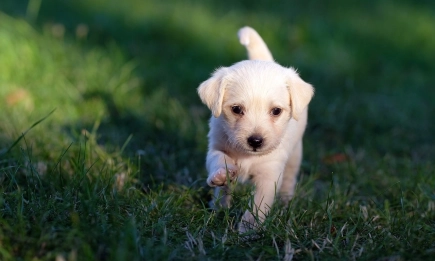 ЕП прие исторически правила за защита на кучетата и котките в ЕС: Край на незаконната търговия и жестокото развъждане