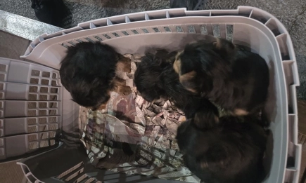 Разкриха нелегален трафик на 16 породисти кучета в автобус край Кресна