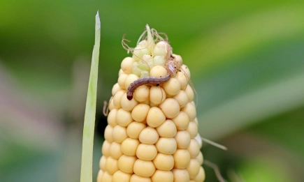 Само през 2024 година в ЕС са забранени 7 активни вещества, докато нито едно ново не е одобрено