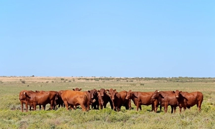 BioAngus на 2 години: когато доверието се отглежда, а качеството има произход