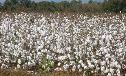 Болярово с рязък ръст в отглеждането на памук през 2025 г.