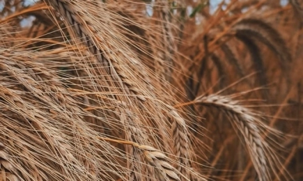 Появиха се продавачи и на фуражен ечемик с котировки продава от 400,00 лв./тон