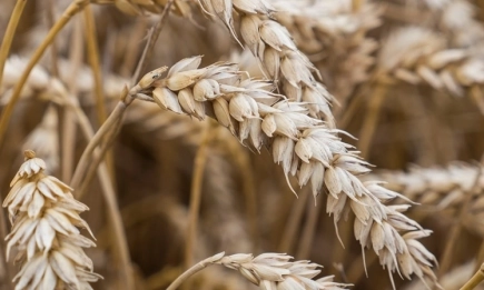 Русия спира транзита на казахстанско зърно