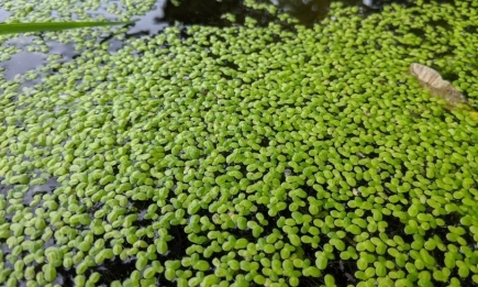 Малкото растение с голяма мисия: Защо ЕС одобри водната леща и защо това е шансът на България