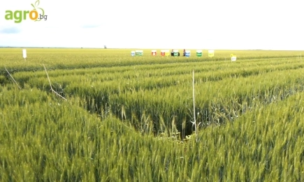 Топ хербициди на Байер в пшеница: Хусар Клас и Пасифика Експерт