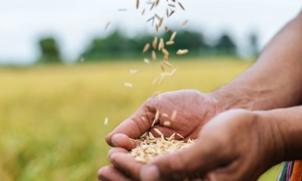 Япония с най-малки запаси на ориз от началото на века
