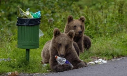 Мечките слизат все по-често в населените места заради липса на храна в горите и прекъснати миграционни коридори