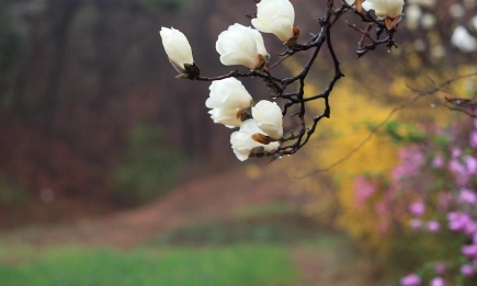 Студено време и повишен риск от болести при овошките в началото на април