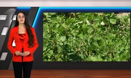 В АГРОФОРУМ: Какви грижи трябва да полагат овощарите въпреки занулената реколта?