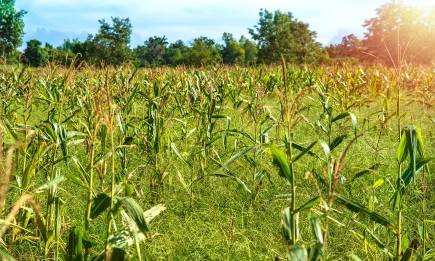 Пенсионирайте своята мотика с Раундъп® Класик Про!