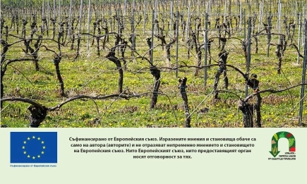 От 15 октомври ДФЗ започва прием на заявления за подпомагане по интервенция Преструктуриране и конверсия на лозя