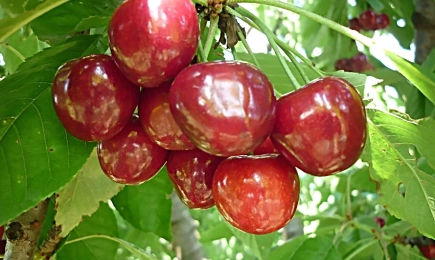 Български ябълки и череши, устойчиви на климата: учени и фермери заедно в полето