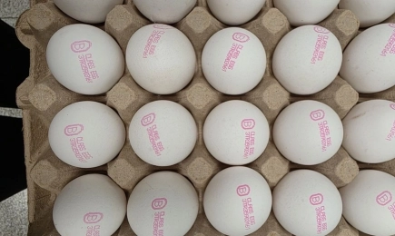 БАБХ върна в Турция близо 1,3 милиона яйца с нередовни документи