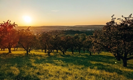 Локални валежи, засушаването забавя сеитбата на рапица