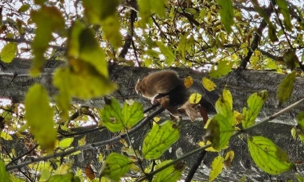 Експерти на РИОСВ Шумен извършиха мониторинг на сънливците в с. Иваново