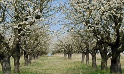 Агрометеорологична прогноза: Неустойчиво време и валежи със стопанско значение