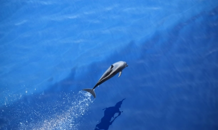МОСВ сезира прокуратурата за масовата смърт на делфини и птици край Шабла