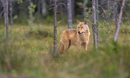 Ново изследване на WWF разкрива невидимите услуги на дивата природа