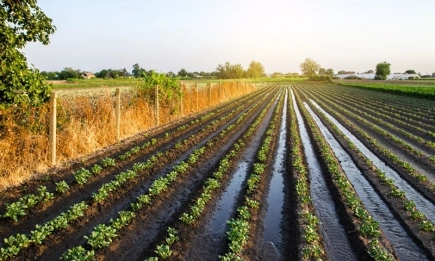Земеделие и климат: Какво да предприемем, ако водата за напояване е малко или въобще липсва?