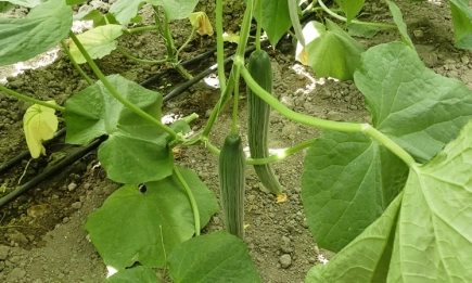 краставица в оранжерия