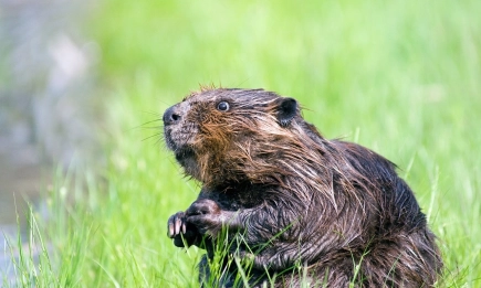 Българският бобър в светлината на прожекторите: Лесотехническият университет чества Международния ден на бобъра с публична лекция