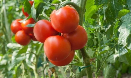 От 20 октомври стартира прием по de minimis за подпомагане на земеделски стопани, произвеждащи оранжерийна продукция, картофи, тютюн, култивирани гъби и маслодайна роза