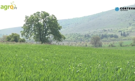 Какво предлага Corteva Agriscience™ за сезон Пролет 2025 в житни култури