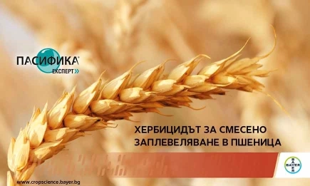 Пасифика® Експерт – Вашето решение за контрол на цилиндричното диво жито!