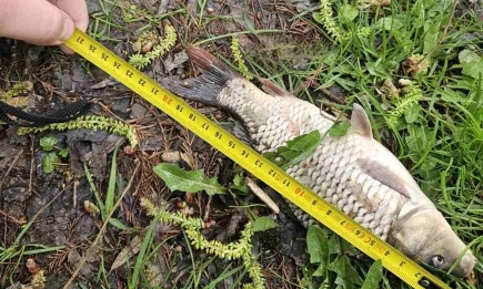 ИАРА с поредица от проверки в районите на Кърджали, Русе, Бургас и Сливен