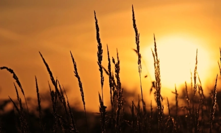 Високи температури и дефицит на почвена влага