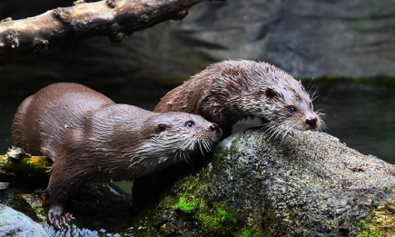 ООН разширява защитата на мигриращите видове: 40 нови животни в списъка за опазване