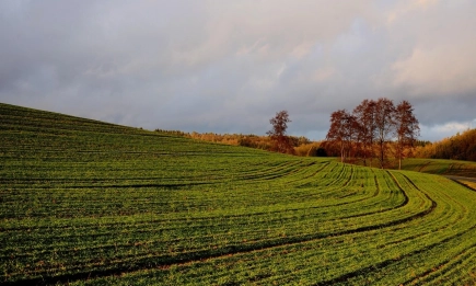 Трудно върви сеитбата на есенниците
