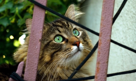 Световен ден на бездомните животни: Всеки трети домашен любимец е бездомен според глобално проучване
