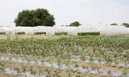 Повечето зеленчуци са по-евтини, а плодовете – по-скъпи, по борсите тази седмица