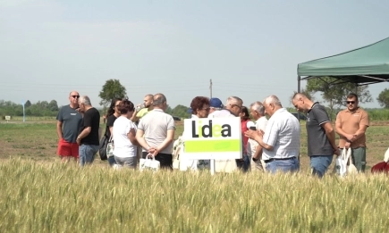 Отлични добиви и устойчивост: Как новата генетика при рапица и пшеница на ЛИДЕА се справя с предизвикателствата