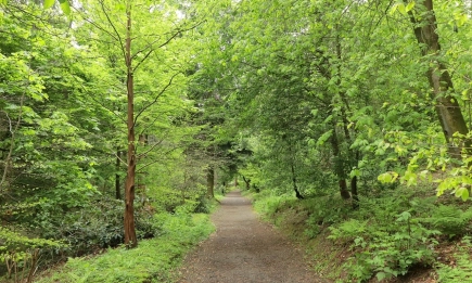 ЕП подкрепи опростяването и отсрочката на Регламента за обезлесяване на ЕС