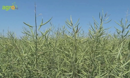 ДК Имортъл CL – новата звезда в портфолиото на Байер при рапица