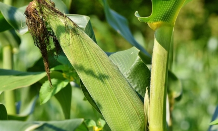 Високи за сезона температури и дефицит на почвена влага