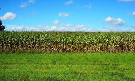 Дефицит на почвена влага при пролетниците
