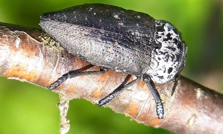 БАБХ разработва стратегия за опазване на овощните градини срещу вредителя черна златка