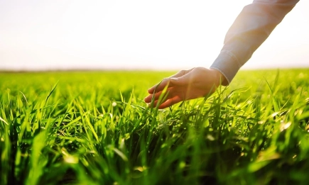 Азоксистробин е ефикасен срещу болести при житни култури, но само ако се спазват определени условия