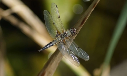 Торфищата са безценни капсули биоразнообразие