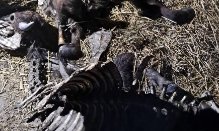 Огнище на антракс в Силистренско: Умрели животни и незаконно производство на месо