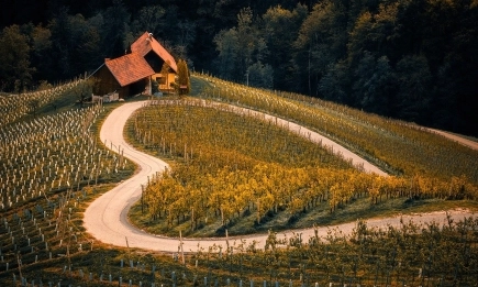 Умната борба с вредителите: Как математиката на температурите побеждава Scaphoideus titanus