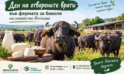 Ден на отворените врати във фермата за биволи на семейство Йоткови