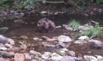 РИОСВ – Смолян проведе акция за спасяване на мече