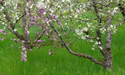 ДФЗ включва борбата с черната златка в новия бюджет от 7,800,000 евро за трайни насаждения