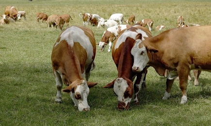 Отпускат над 6 135 600 евро за селекция и родословни книги през 2026 г.