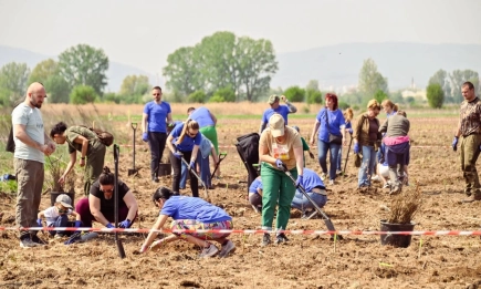С помощта на доброволци Столичната община ще залеси 13 дка с над 4 600 дръвчета край Бусманци