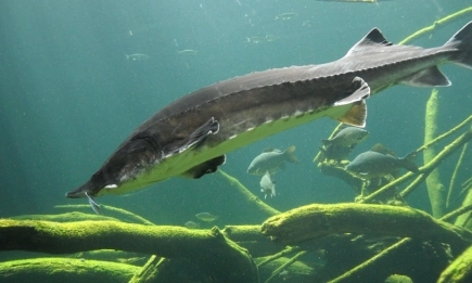 Дунавските държави обединяват усилия за опазване на есетровите риби